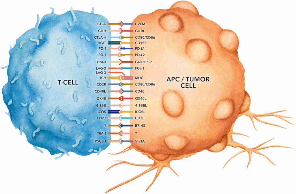 Immune checkpoint pathways