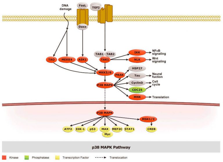 MAPK pathway antibodies from GeneTex available