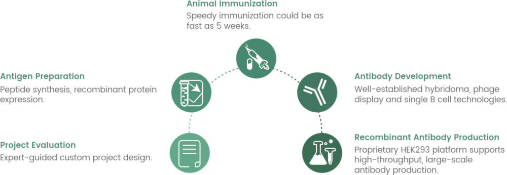 Workflow of antibody development