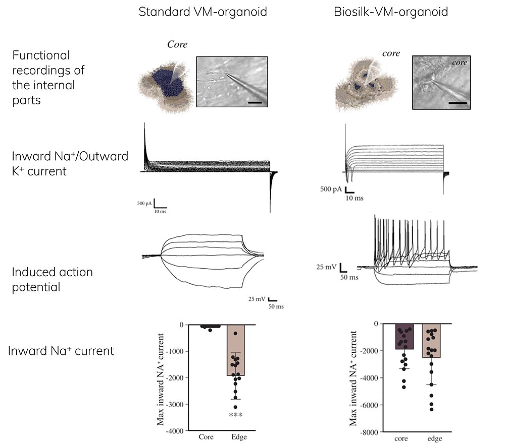 Biosilk functional cells Fiorenzano