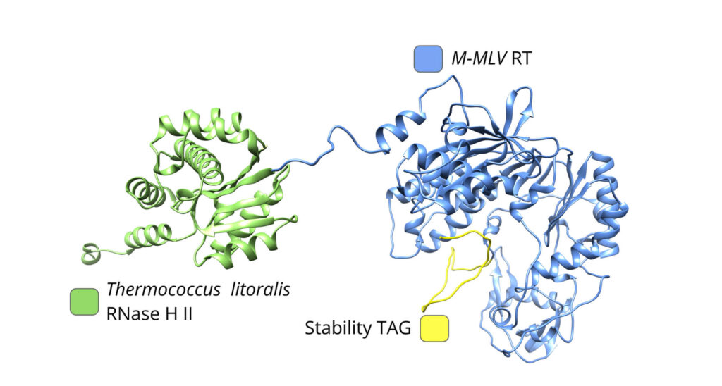 SOLIScript® Reverse Transcriptase structure