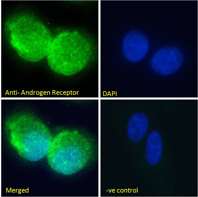 EB06441 Immunofluorescence analysis of paraformaldehyde fixed U2OS cells