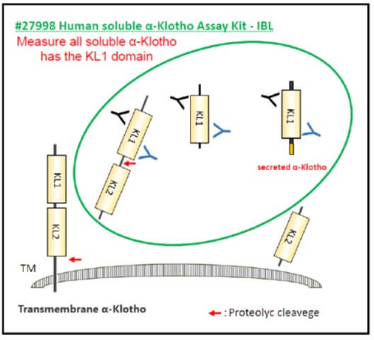 Measure all soluble α-Klotho has the KL1 domain