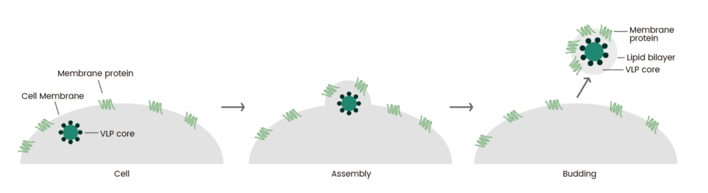 The process of VLP display target protein