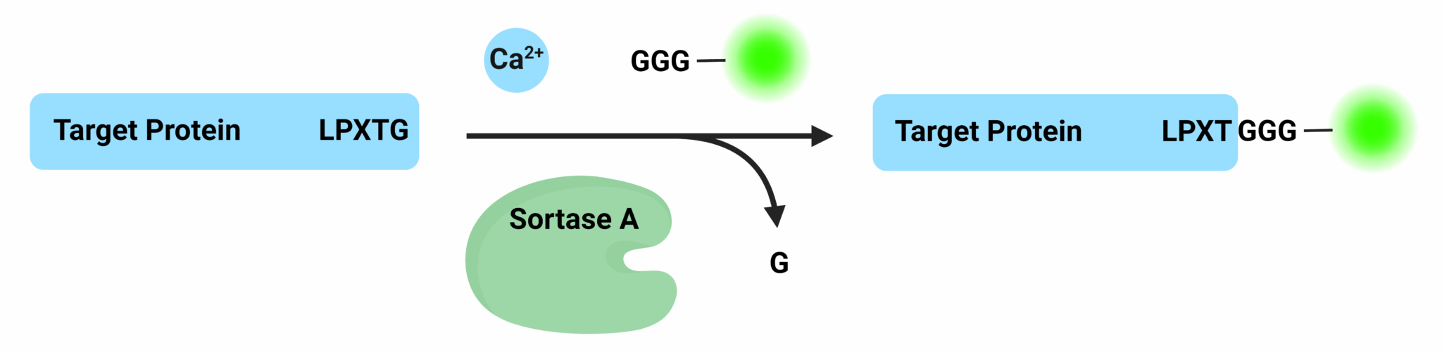 Sortase Labeling Sortase-Mediated Conjugation: Protein & Antibody Engineering - Bio-Connect