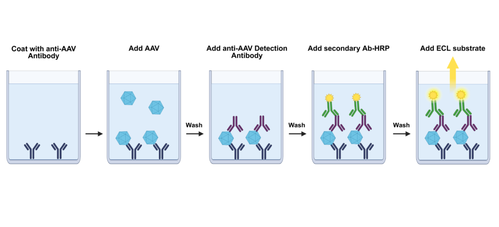 Illustration of the ELISA-based detection of AAV particles in a preparation using the AAV Chemiluminescence ELISA Titration Kits from BPS Bioscience