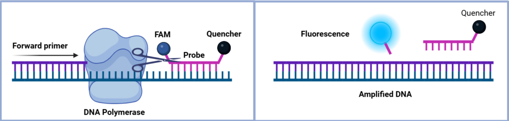 Illustration of the fluorescent probe-based PCR method from BPS Bioscience to measure residual host DNA in viral preparations.
