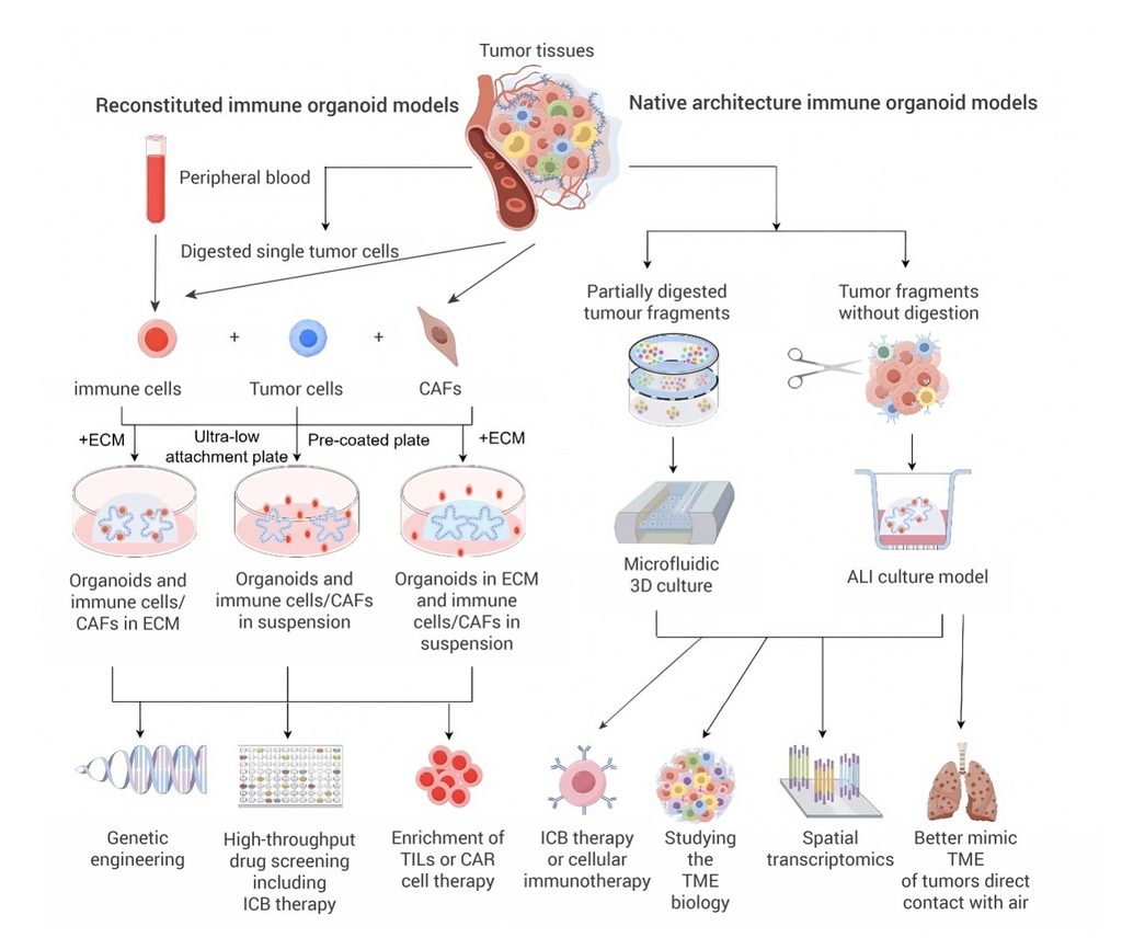 Diagram comparing reconstituted and native architecture immune organoid models for modelling the tumor microenvironment, including immune cells, tumor cells, CAFs, microfluidic 3D culture and ALI culture.