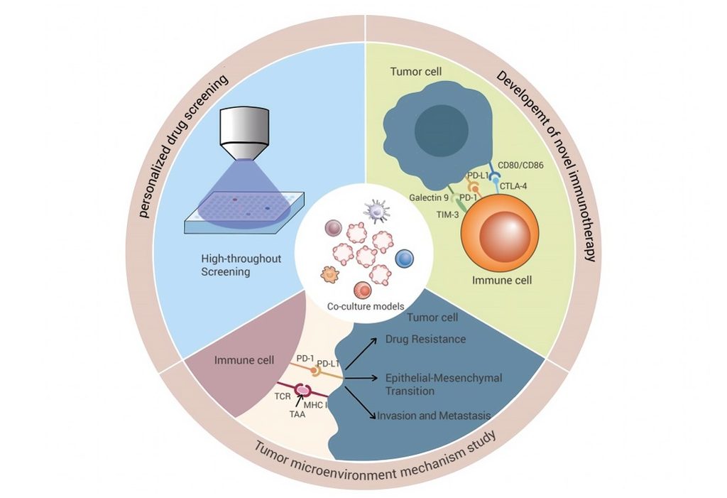 Circular diagram showing applications of tumor organoid and immune cell co-culture models, including personalized drug screening, tumor microenvironment studies, drug resistance research and novel immunotherapy development.